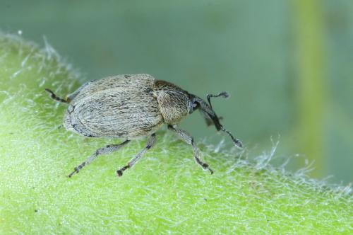 Réf. 303 807 : Sibinia sp.